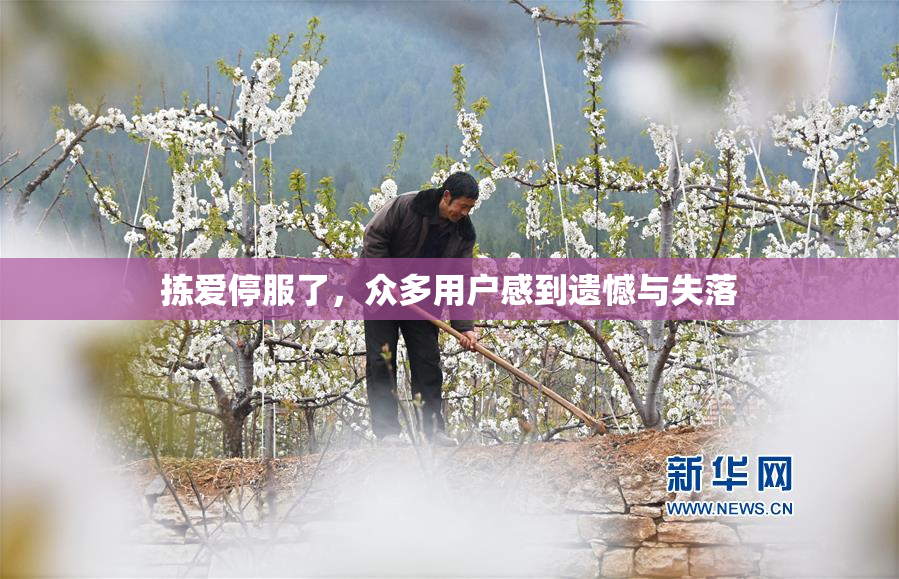 拣爱停服了，众多用户感到遗憾与失落
