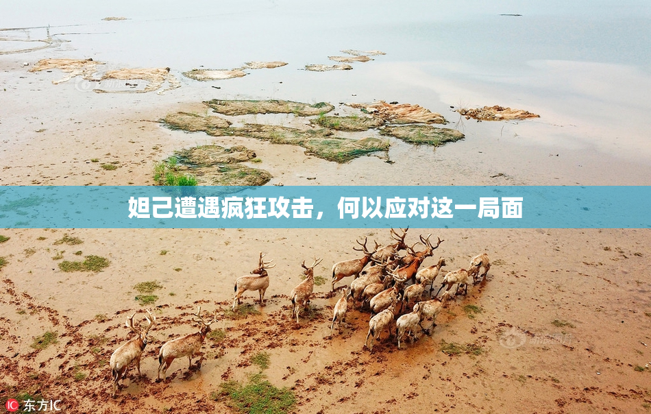 妲己遭遇疯狂攻击，何以应对这一局面