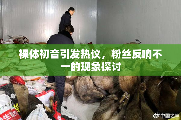 裸体初音引发热议，粉丝反响不一的现象探讨