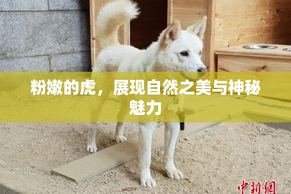 粉嫩的虎，展现自然之美与神秘魅力
