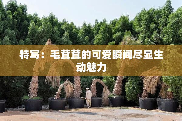 特写：毛茸茸的可爱瞬间尽显生动魅力