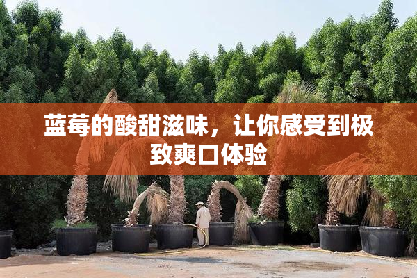 蓝莓的酸甜滋味，让你感受到极致爽口体验