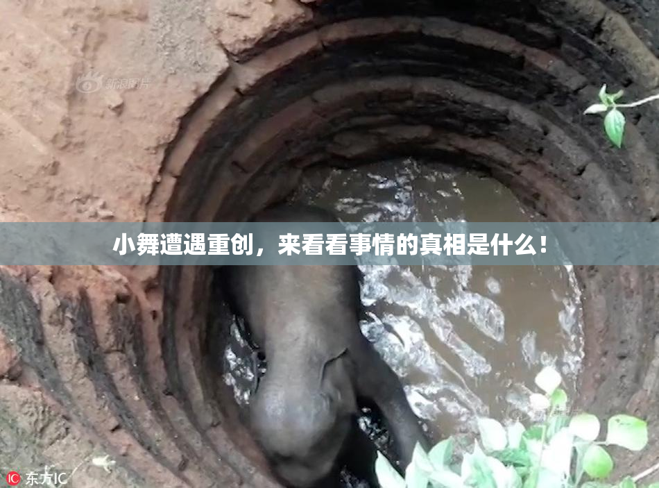 小舞遭遇重创，来看看事情的真相是什么！