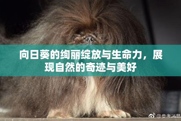 向日葵的绚丽绽放与生命力，展现自然的奇迹与美好