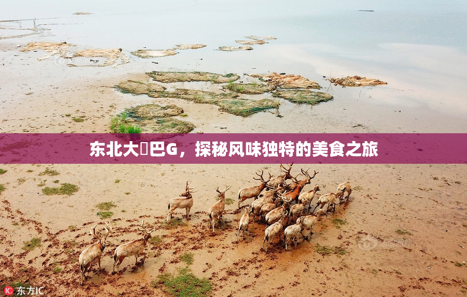 东北大鷄巴G，探秘风味独特的美食之旅