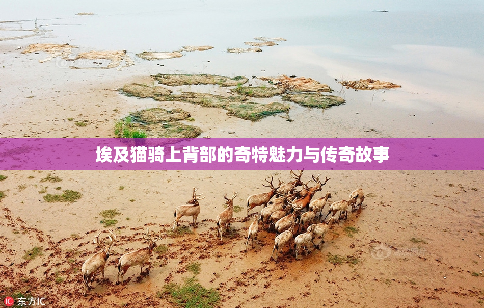 埃及猫骑上背部的奇特魅力与传奇故事