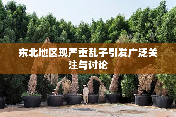 东北地区现严重乱子引发广泛关注与讨论