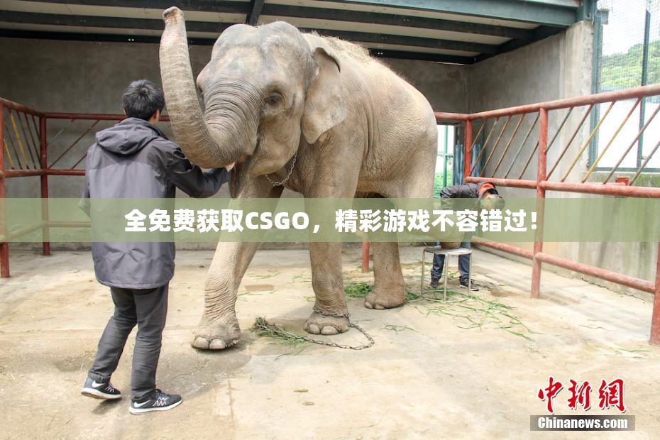 全免费获取CSGO，精彩游戏不容错过！