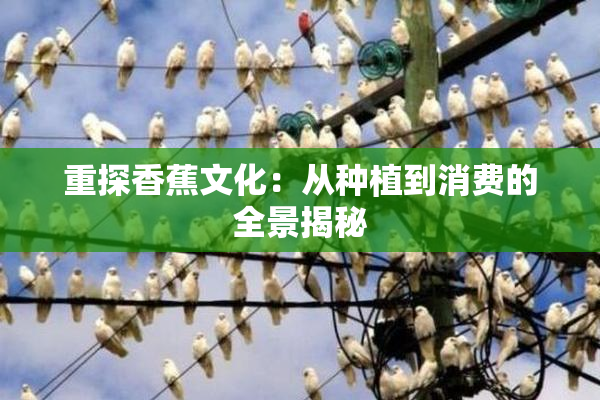 重探香蕉文化：从种植到消费的全景揭秘