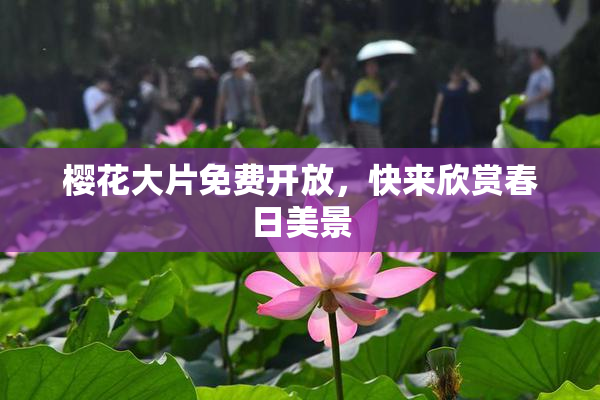 樱花大片免费开放，快来欣赏春日美景