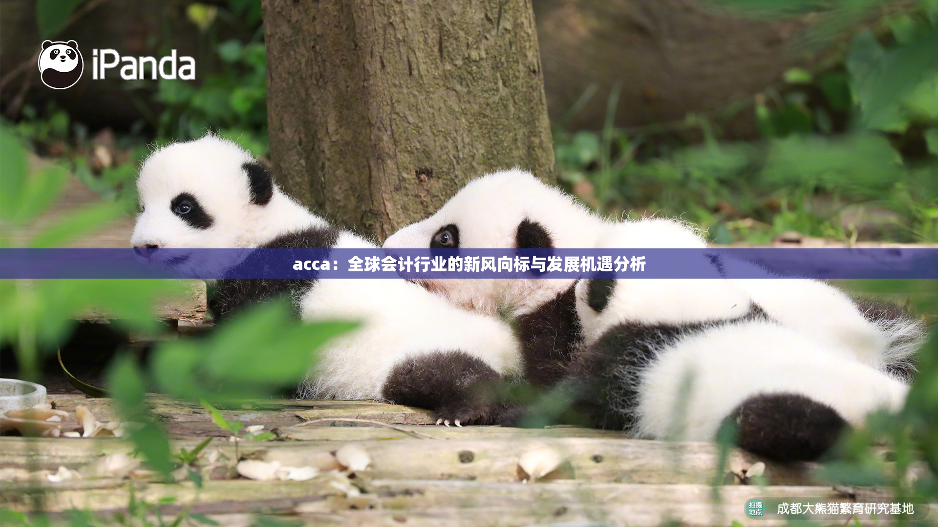 acca：全球会计行业的新风向标与发展机遇分析