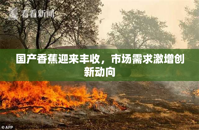 国产香蕉迎来丰收，市场需求激增创新动向