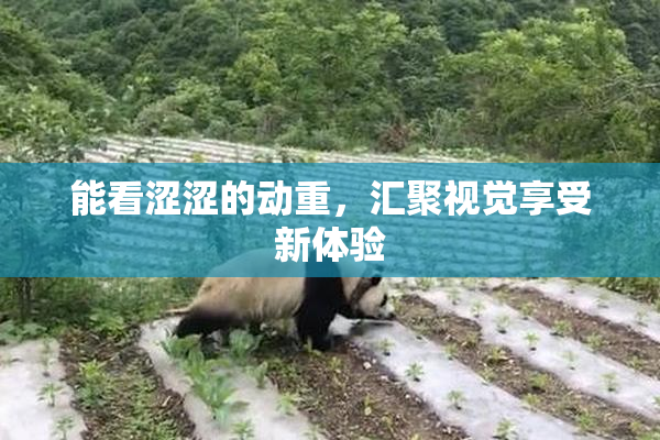 能看涩涩的动重，汇聚视觉享受新体验
