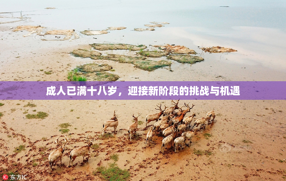 成人已满十八岁，迎接新阶段的挑战与机遇