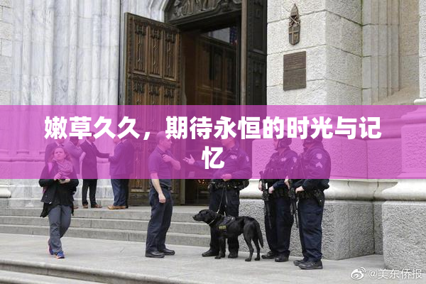 嫩草久久，期待永恒的时光与记忆