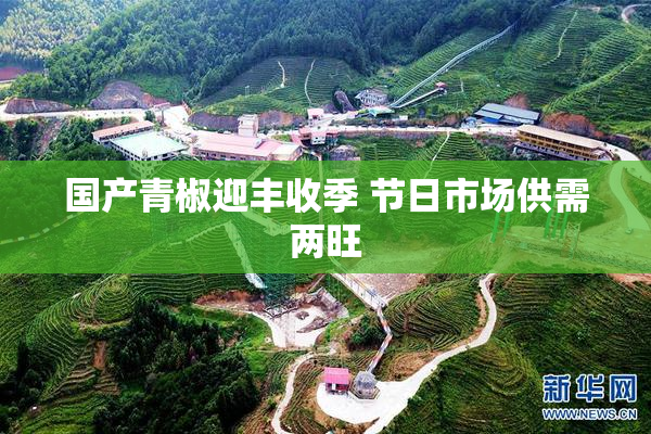 国产青椒迎丰收季 节日市场供需两旺