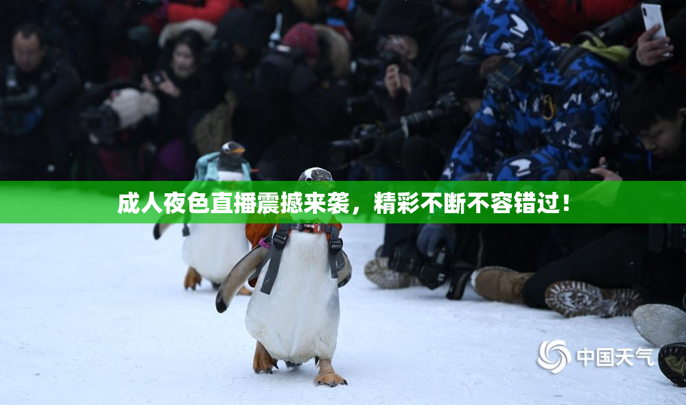 成人夜色直播震撼来袭，精彩不断不容错过！