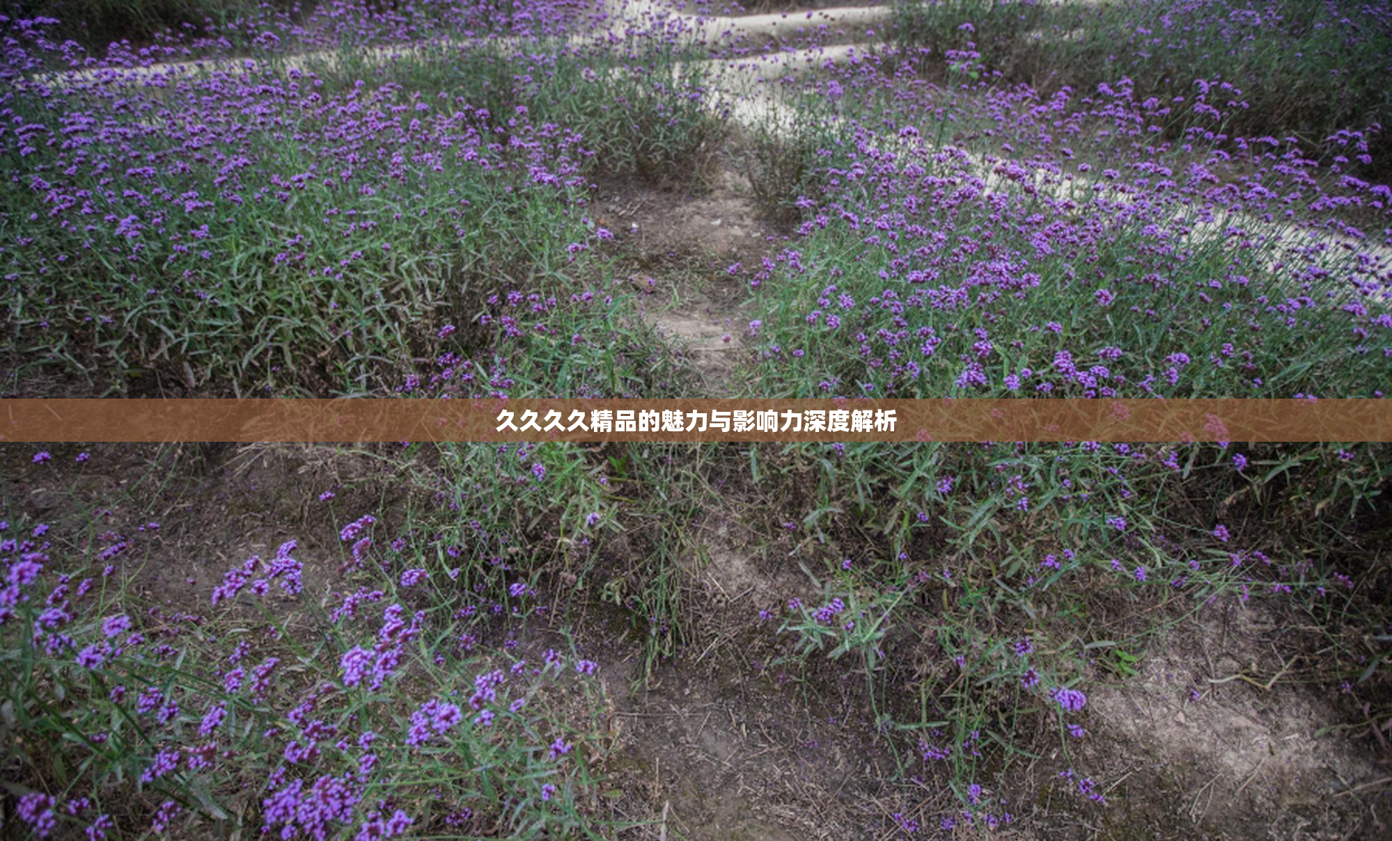 久久久久精品的魅力与影响力深度解析