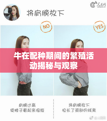 牛在配种期间的繁殖活动揭秘与观察