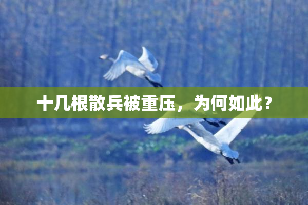 十几根散兵被重压，为何如此？