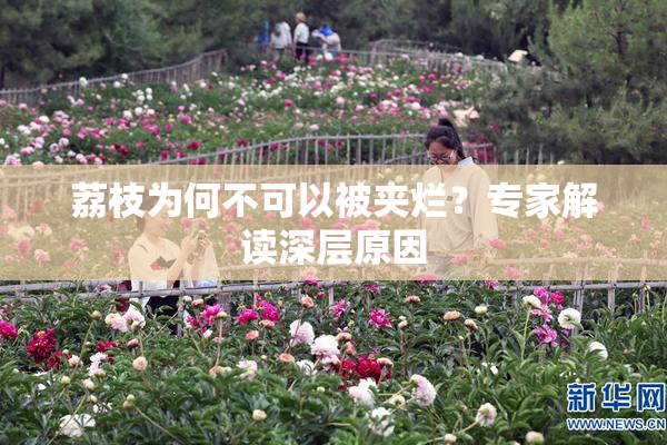 荔枝为何不可以被夹烂？专家解读深层原因