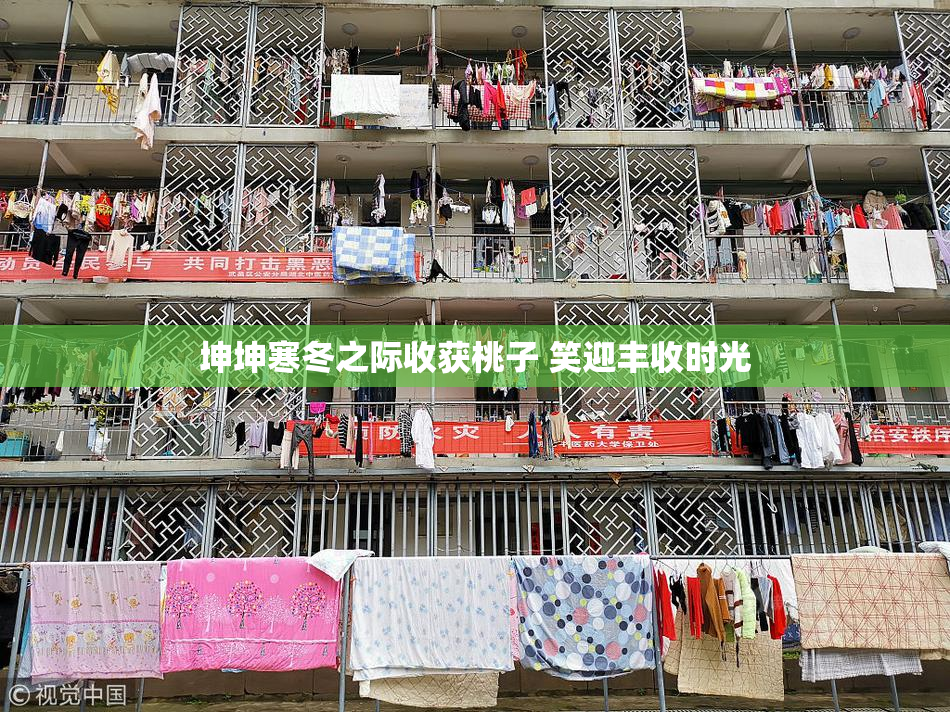 坤坤寒冬之际收获桃子 笑迎丰收时光