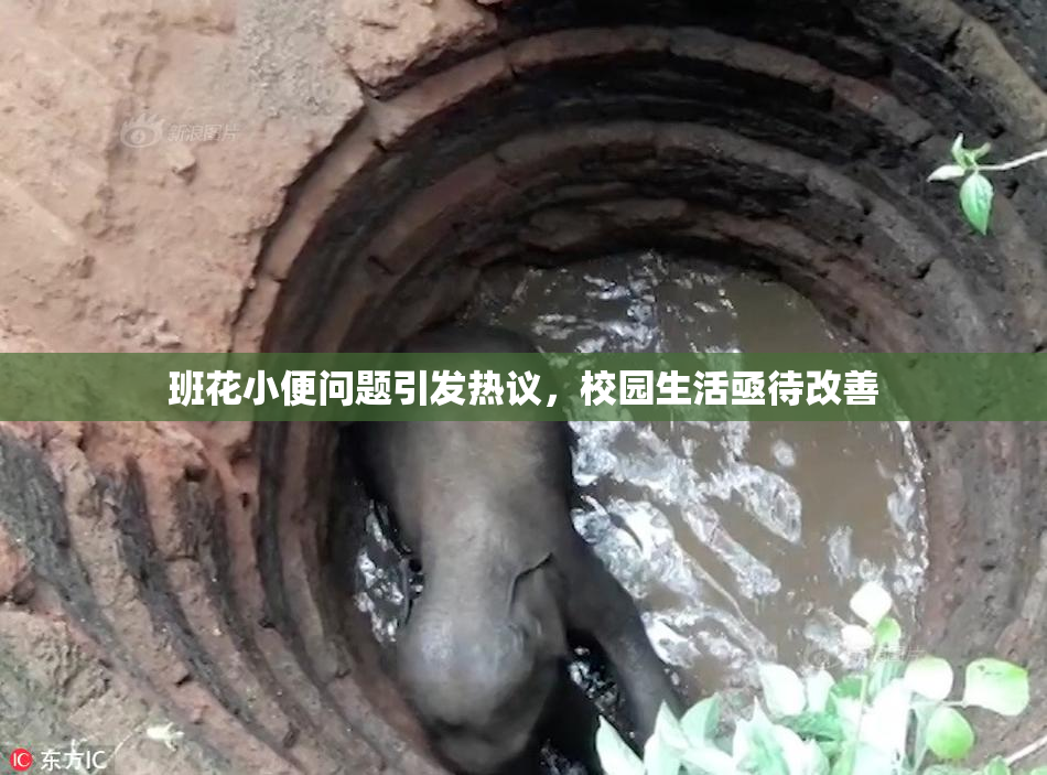 班花小便问题引发热议，校园生活亟待改善