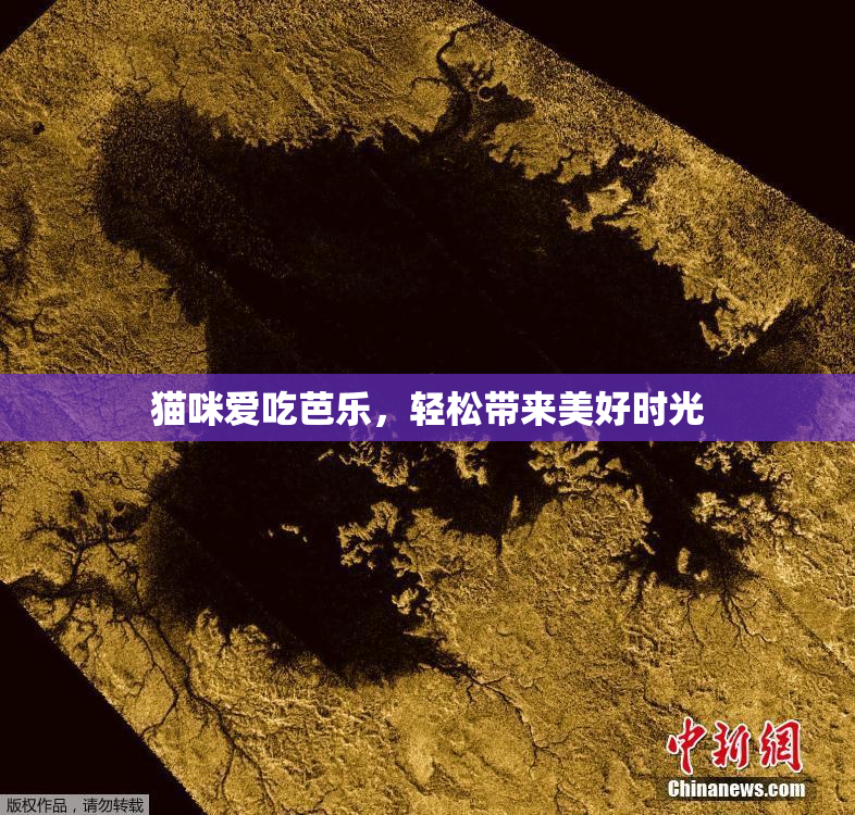 猫咪爱吃芭乐，轻松带来美好时光