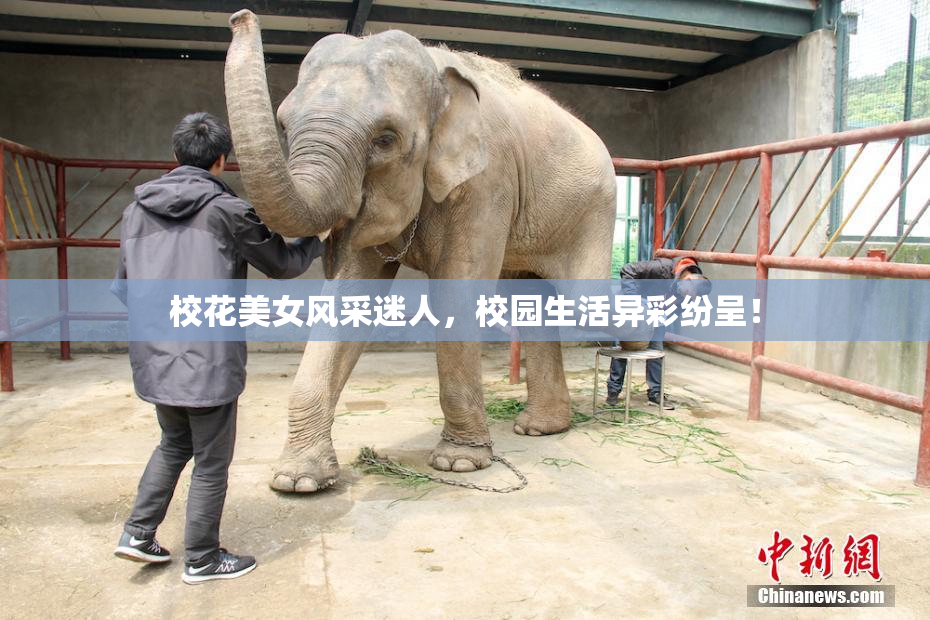 校花美女风采迷人，校园生活异彩纷呈！