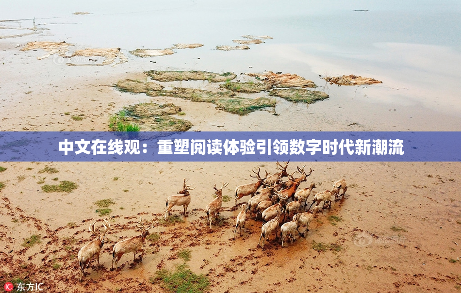 中文在线观：重塑阅读体验引领数字时代新潮流