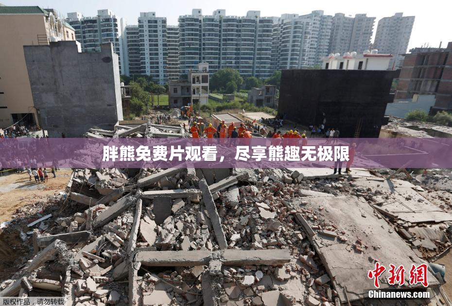 胖熊免费片观看，尽享熊趣无极限