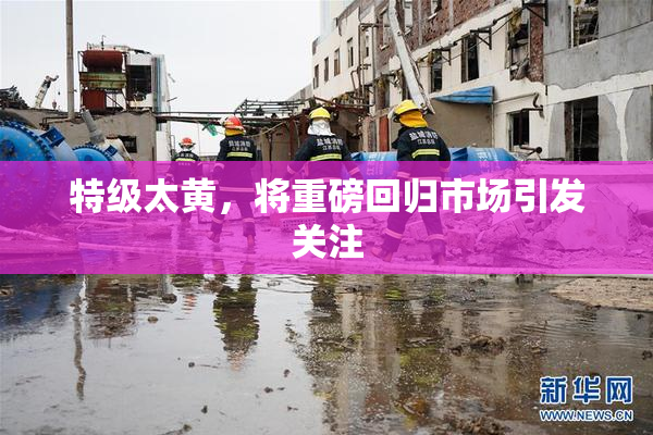 特级太黄，将重磅回归市场引发关注