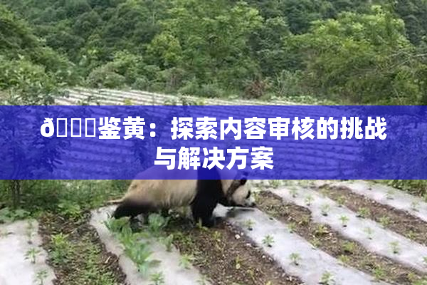 🔞鉴黄：探索内容审核的挑战与解决方案