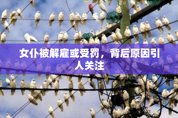 女仆被解雇或受罚，背后原因引人关注