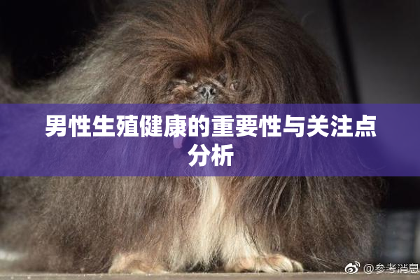 男性生殖健康的重要性与关注点分析