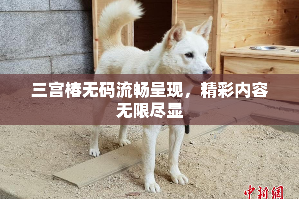 三宫椿无码流畅呈现，精彩内容无限尽显