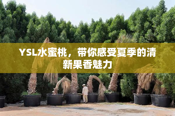 YSL水蜜桃，带你感受夏季的清新果香魅力