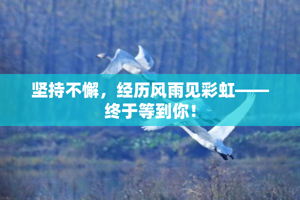 坚持不懈，经历风雨见彩虹——终于等到你！