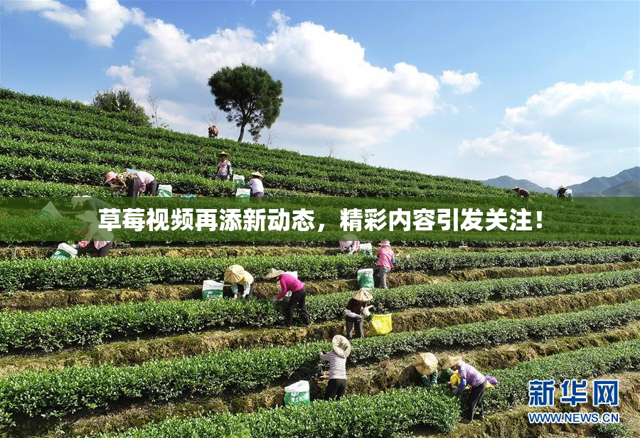 草莓视频再添新动态，精彩内容引发关注！