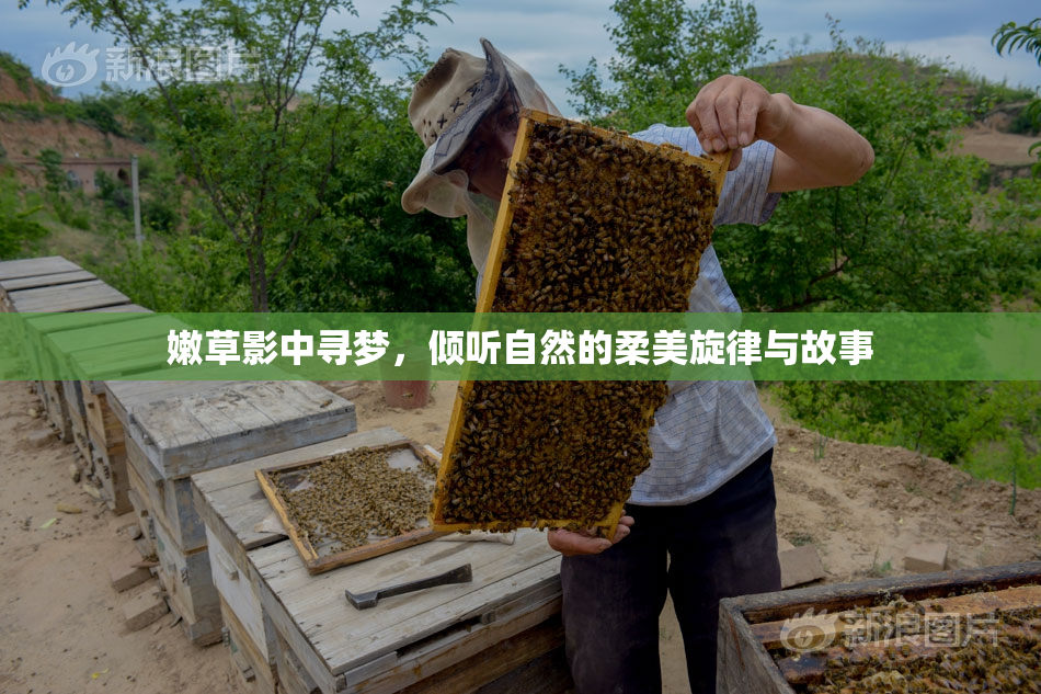 嫩草影中寻梦，倾听自然的柔美旋律与故事