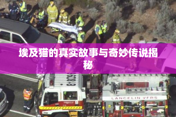 埃及猫的真实故事与奇妙传说揭秘