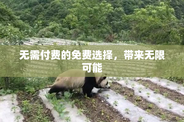无需付费的免费选择，带来无限可能