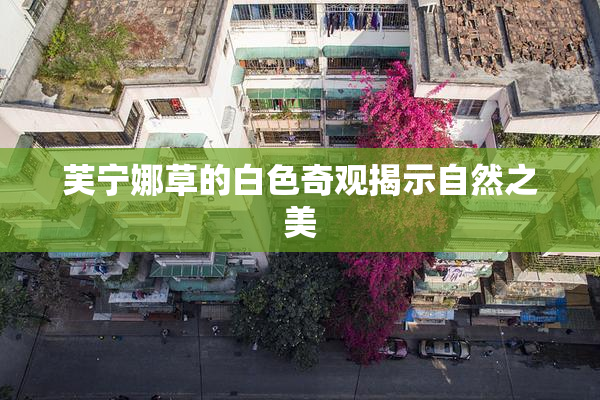 芙宁娜草的白色奇观揭示自然之美