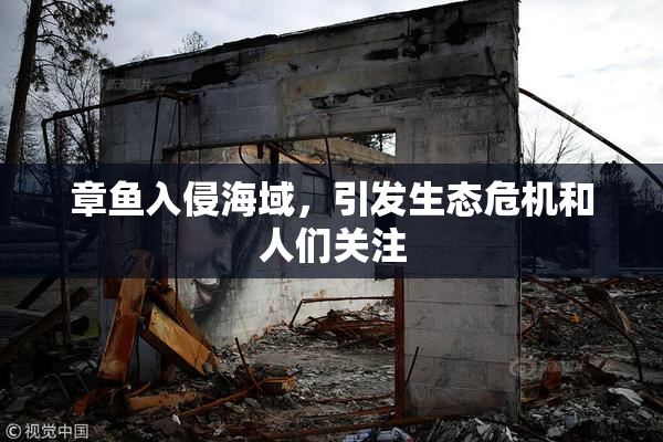 章鱼入侵海域，引发生态危机和人们关注