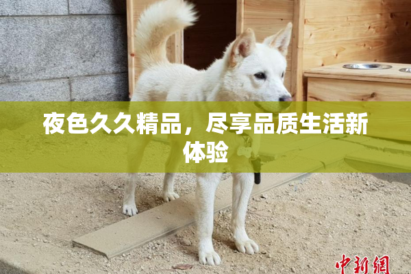 夜色久久精品，尽享品质生活新体验