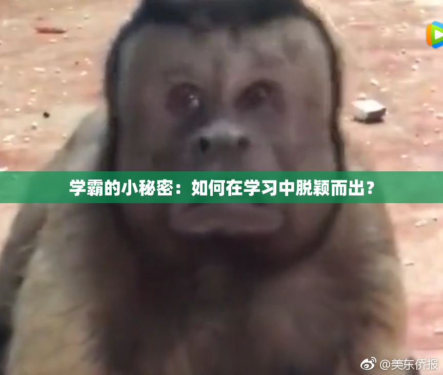 学霸的小秘密：如何在学习中脱颖而出？