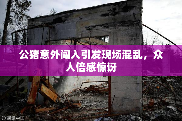 公猪意外闯入引发现场混乱，众人倍感惊讶