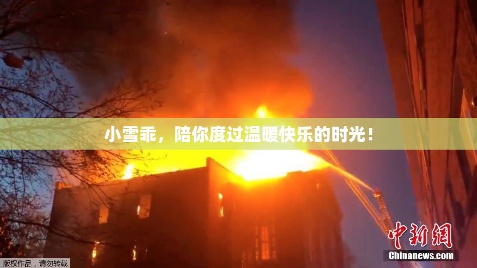 小雪乖，陪你度过温暖快乐的时光！