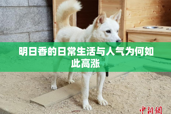 明日香的日常生活与人气为何如此高涨