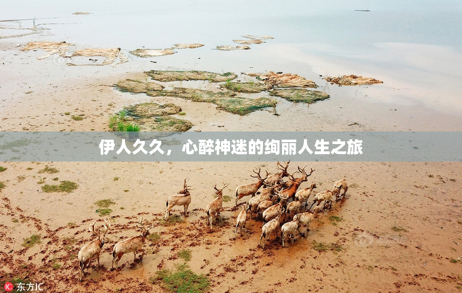 伊人久久，心醉神迷的绚丽人生之旅